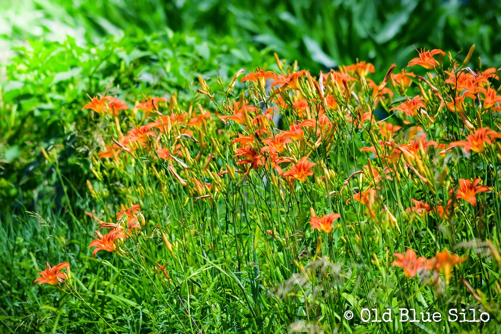 Old Blue Silo Tiger Lilies on the Farm