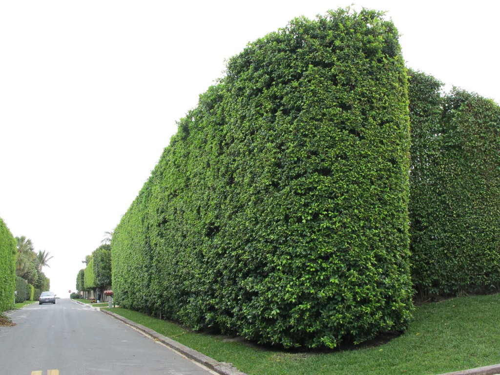 PataweeLand Hedge plant for landscaping ต้นไม้ประดับปลูกเป็นกำแพง