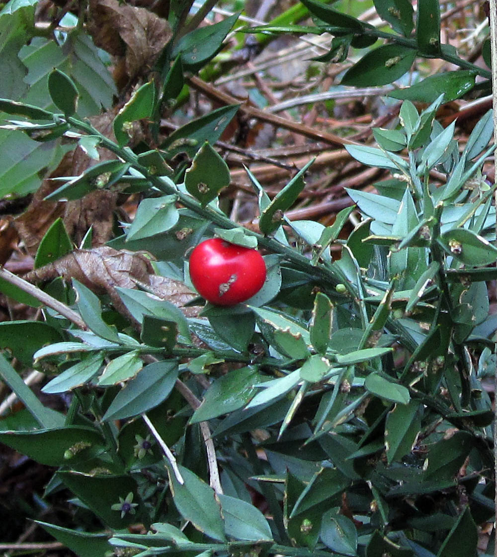 Butcher's Broom Naturally