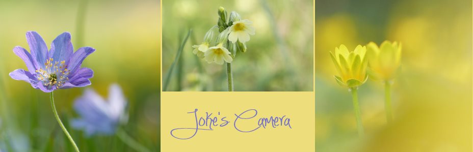 Joke's Camera