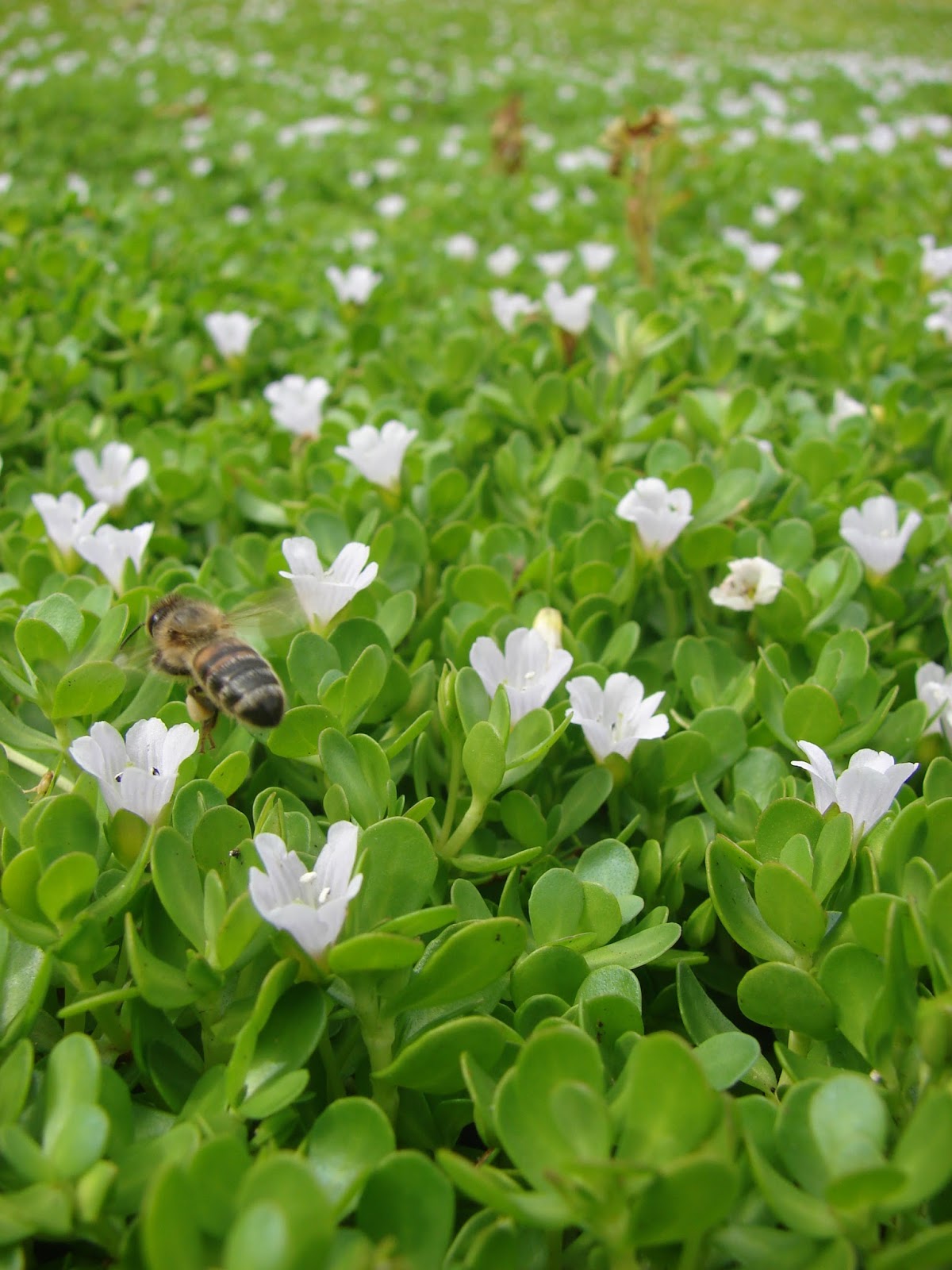 Brahmi Herb Benefits And Side Effects