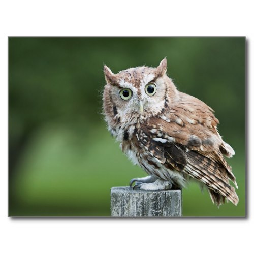 Owl Screech For You | Funny Cute Photo Postcard