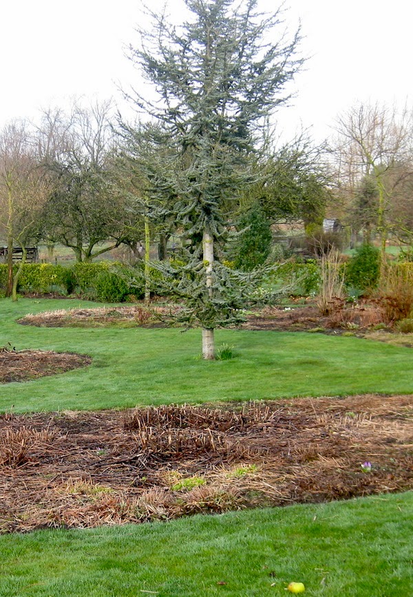 5 6ft Ornamental Garden Tree Amelanchier Canadensis Serviceberry