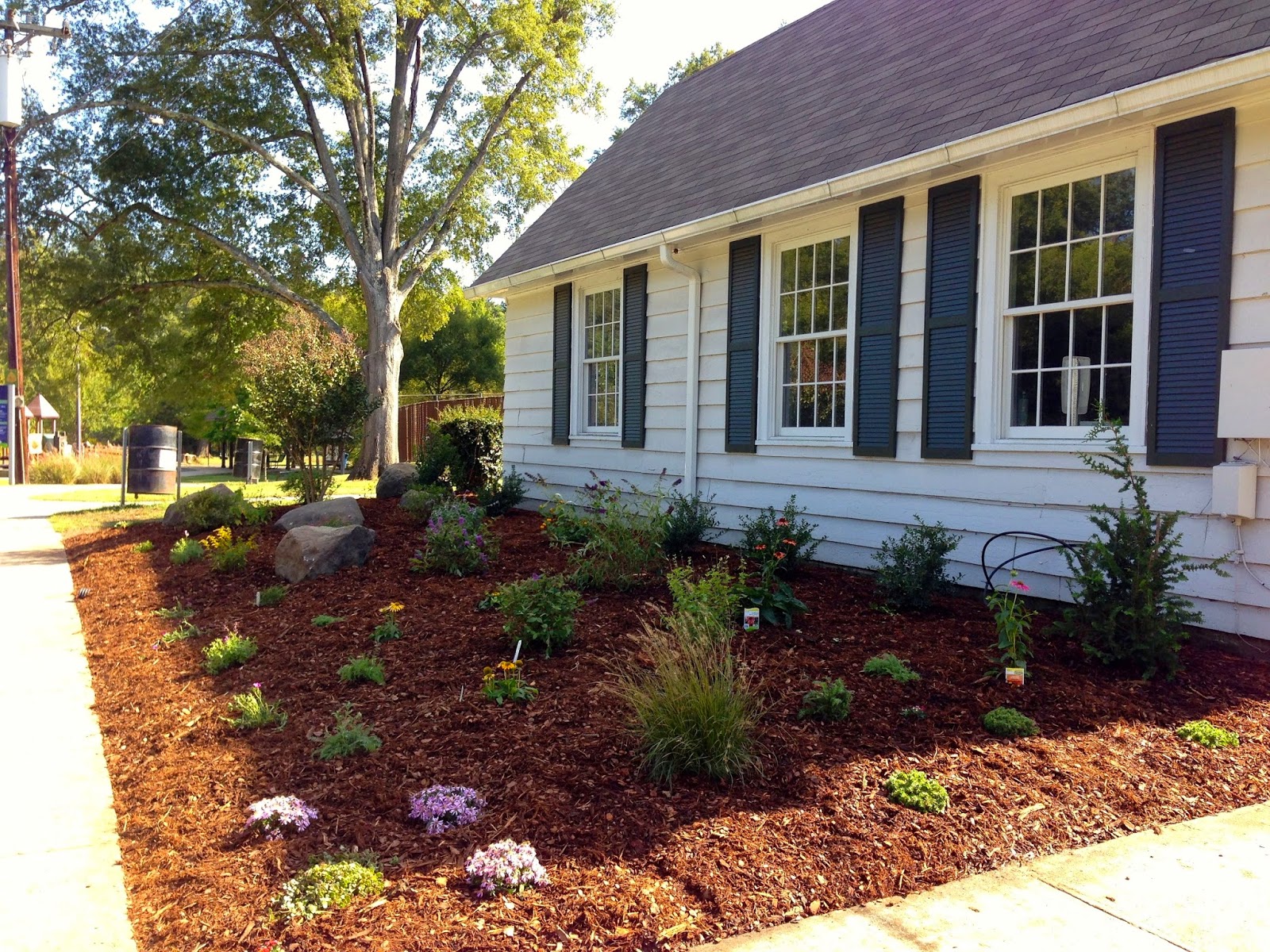 The Plant Hunter Boxwood Alternatives