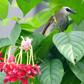 Yellow Vented Bulbul on Quisqalis indica