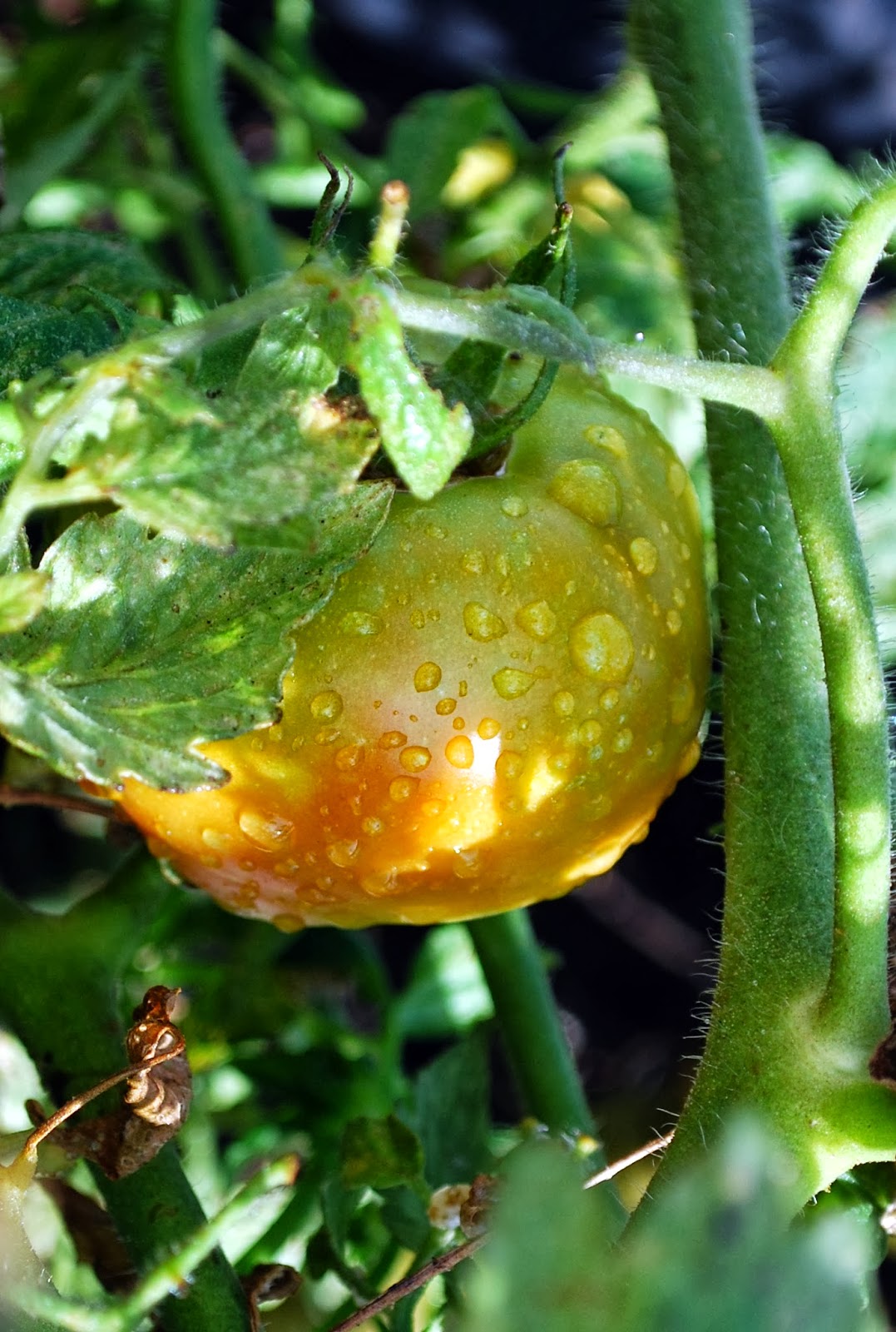 Perennial Tomatoes, Year Two Oak Hill Homestead