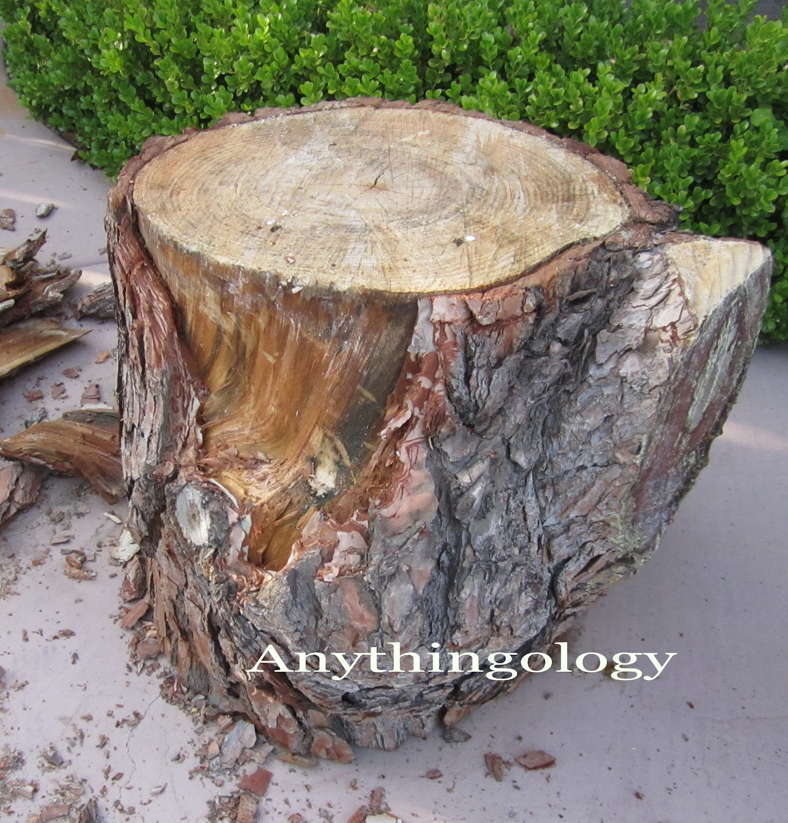 Collection 103+ Pictures How To Preserve Tree Stumps With Bark Sharp
