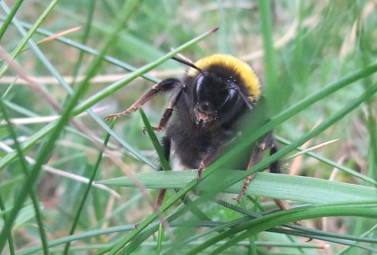 bumble bee sting cat bumble bee sting cat