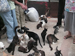 Rebecca's Cats