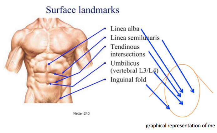 moral muscle Fibra moral, fuerza moral nf + adj: muscle fiber (us), muscle fibre (uk) n noun: refers to person, place, thing, quality, etc often plural (muscular tissue. moral muscle Fibra moral, fuerza moral nf + adj: muscle fiber (us), muscle fibre (uk) n noun: refers to person, place, thing, quality, etc often plural (muscular tissue.
