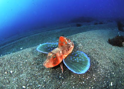 Pez Mariposa de Mar. The Gurnard Roja (Chelidonichthys spinosus)