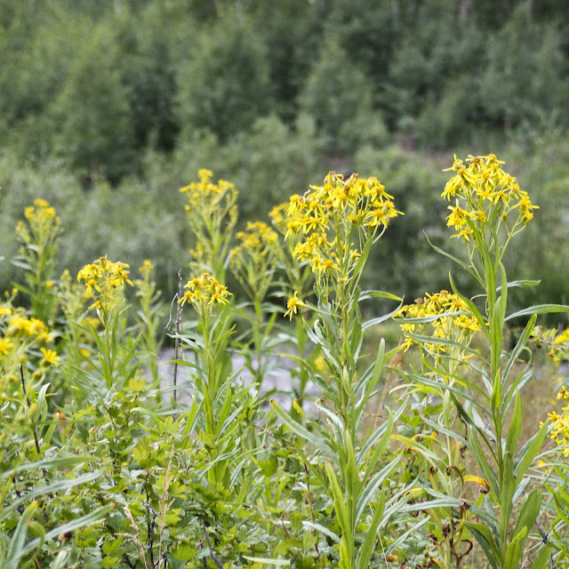 Sparrows & Spatulas hiking mondays aspen