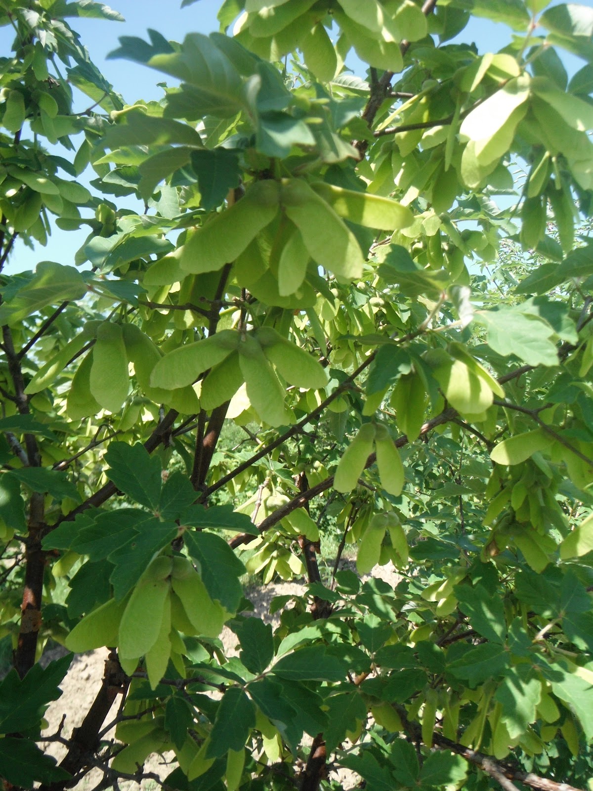 New Maple Trees October Glory Maple Trees Jenny Steffens Hobick