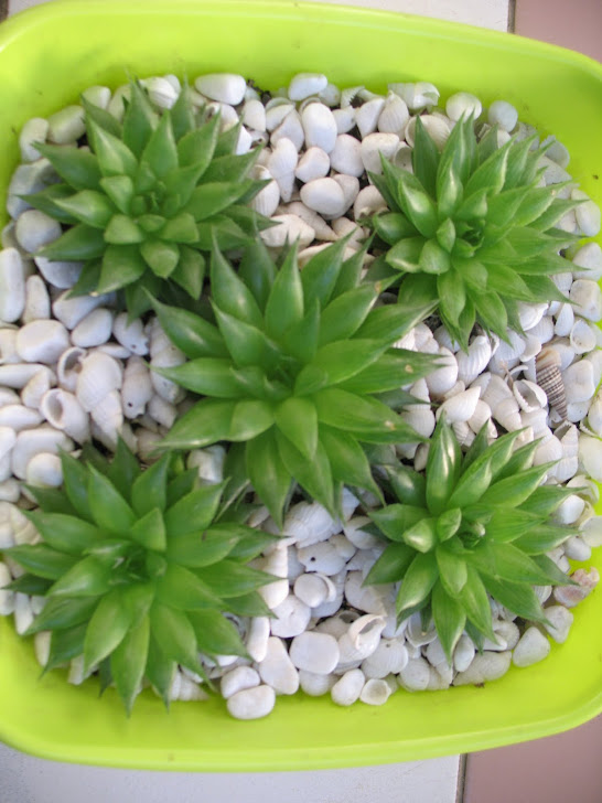 Haworthia maraisii v. notabilis