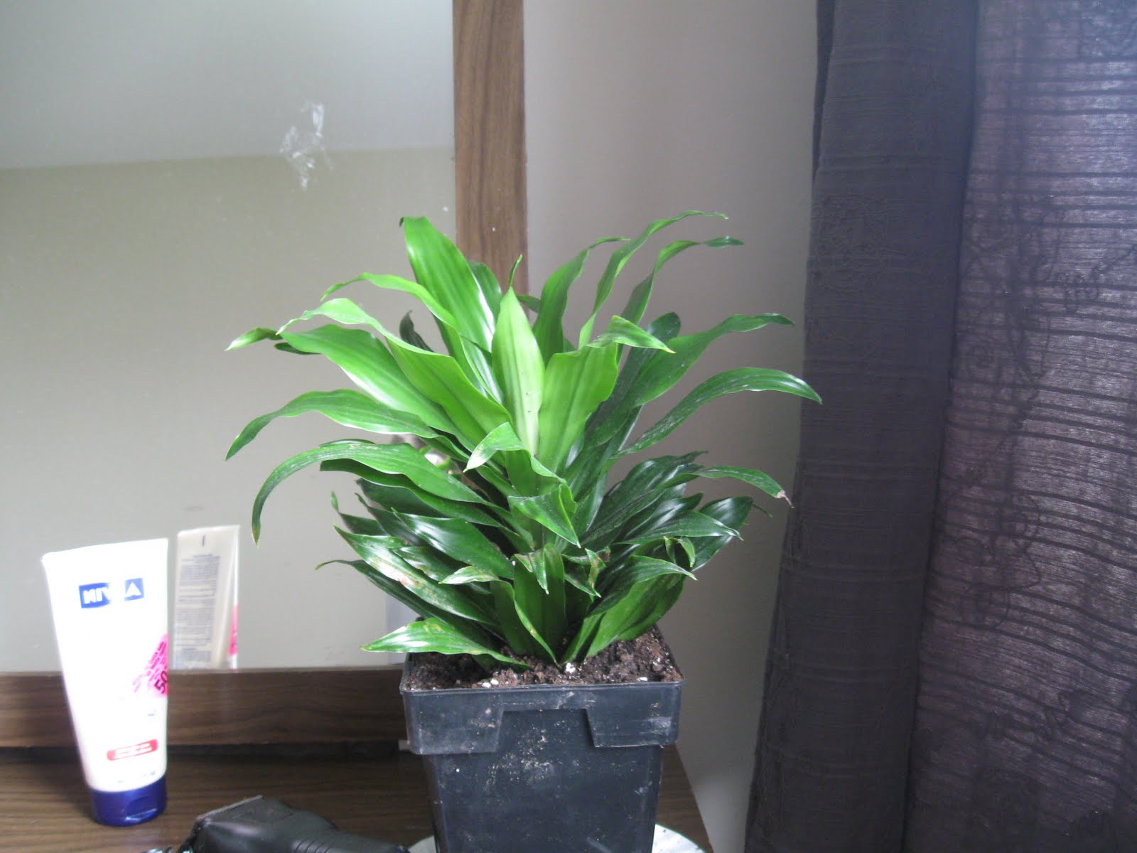 A Moving Tale Name that Houseplant