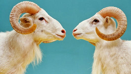 animal cloning How does cloning work scientists clone animals by destroying the nucleus of an unfertilized egg in the host animal and replacing it with a nucleus from a. animal cloning How does cloning work scientists clone animals by destroying the nucleus of an unfertilized egg in the host animal and replacing it with a nucleus from a.