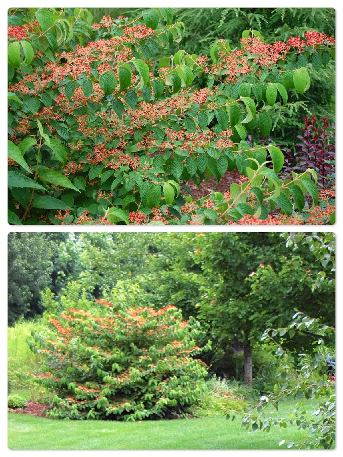 Viburnum Shasta