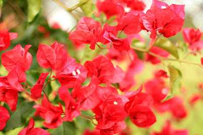 Bougainvillea Flower Photo