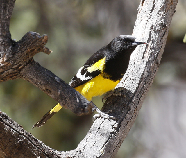 Rare Bird Sierra Vista