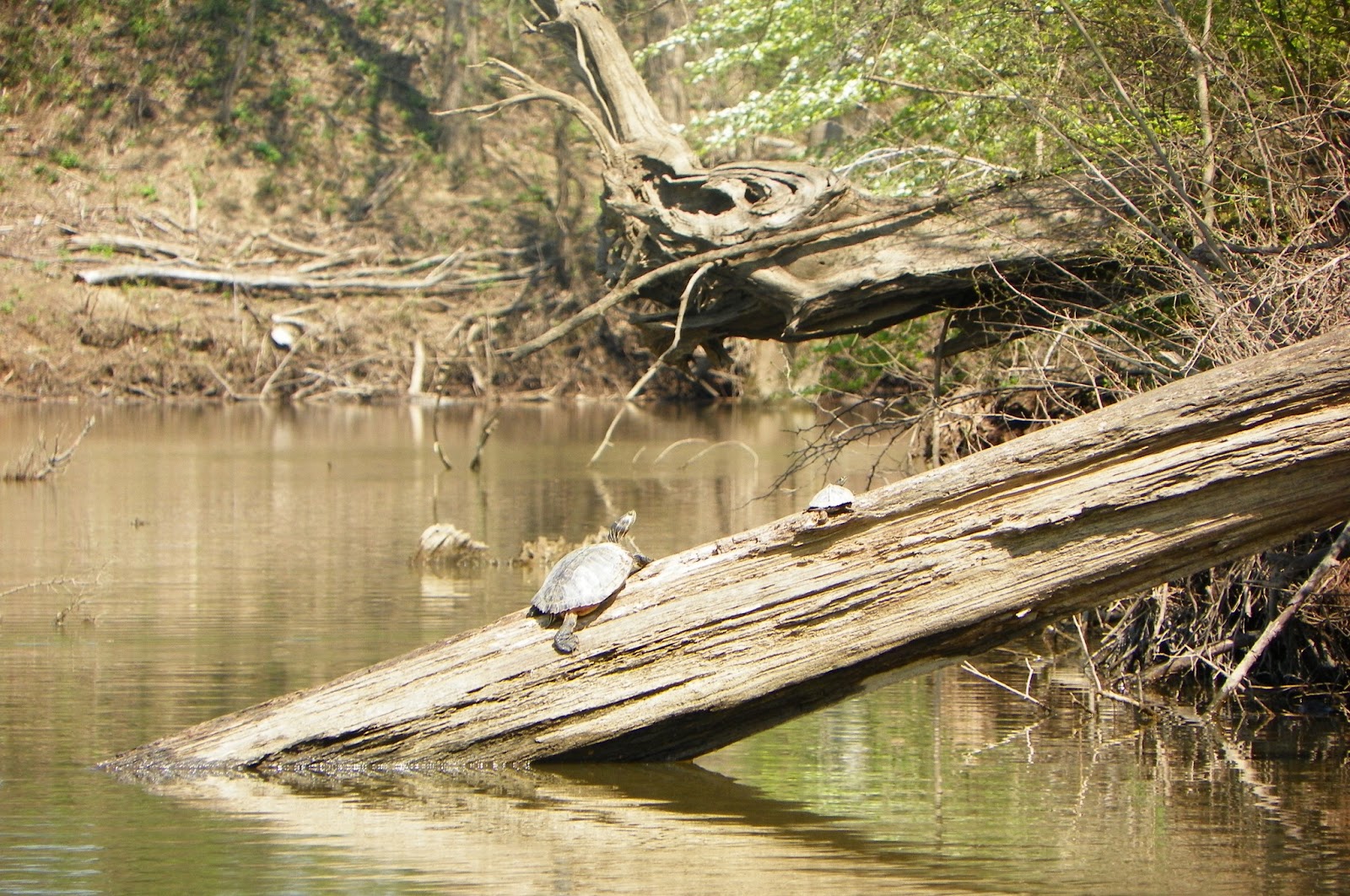 Shawnee Forest Diaries Golden Eagle Great Blue Heron Turtles