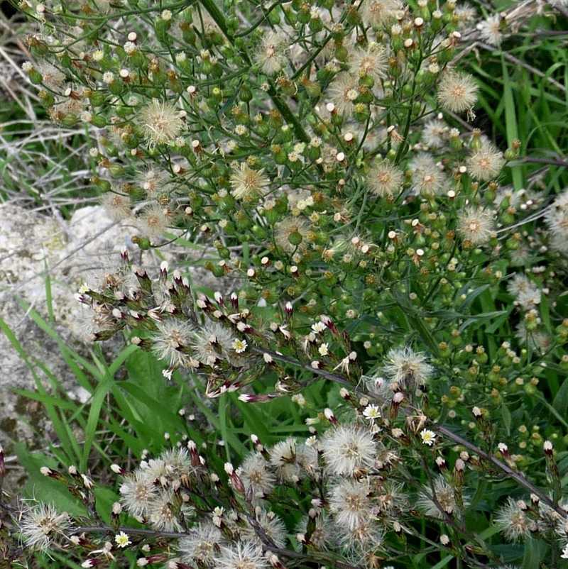 r o b i n 's y a r d Conyza sumatrensis