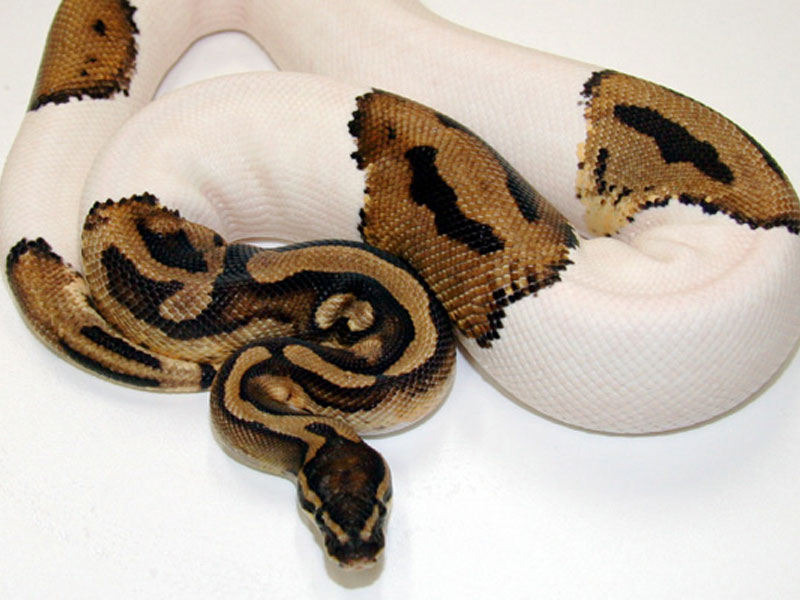 Snakes Piebald Ball Python