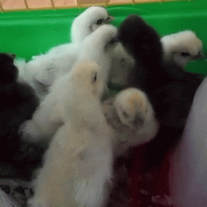 Kycklingarna växer snabbt, vill stoppa tiden!