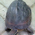 Pong, the turtle :D