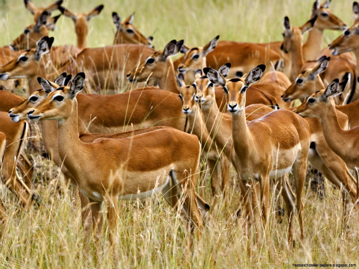 Animal Impala African Antelope Animal Impala African Antelope