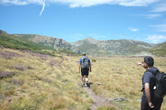 Spluradores cicuiranus