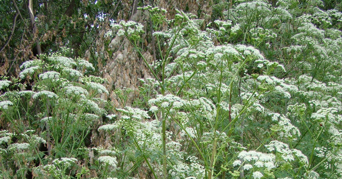 Leaves of Plants Hemlock