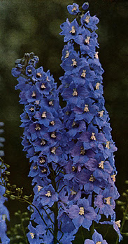 flowers for flower lovers.: February 2012
