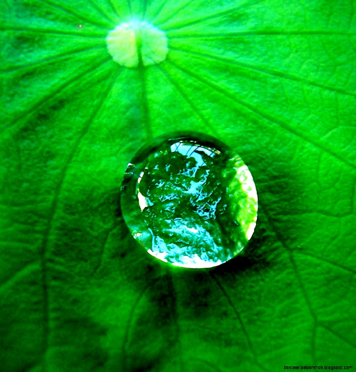 Water Drop On Leaf Water Drop On Leaf