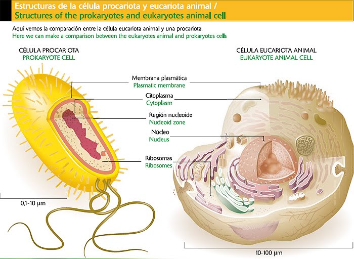 celula vegetal e animal. celula vegetal e animal. celula vegetal e animal. celula vegetal y animal;