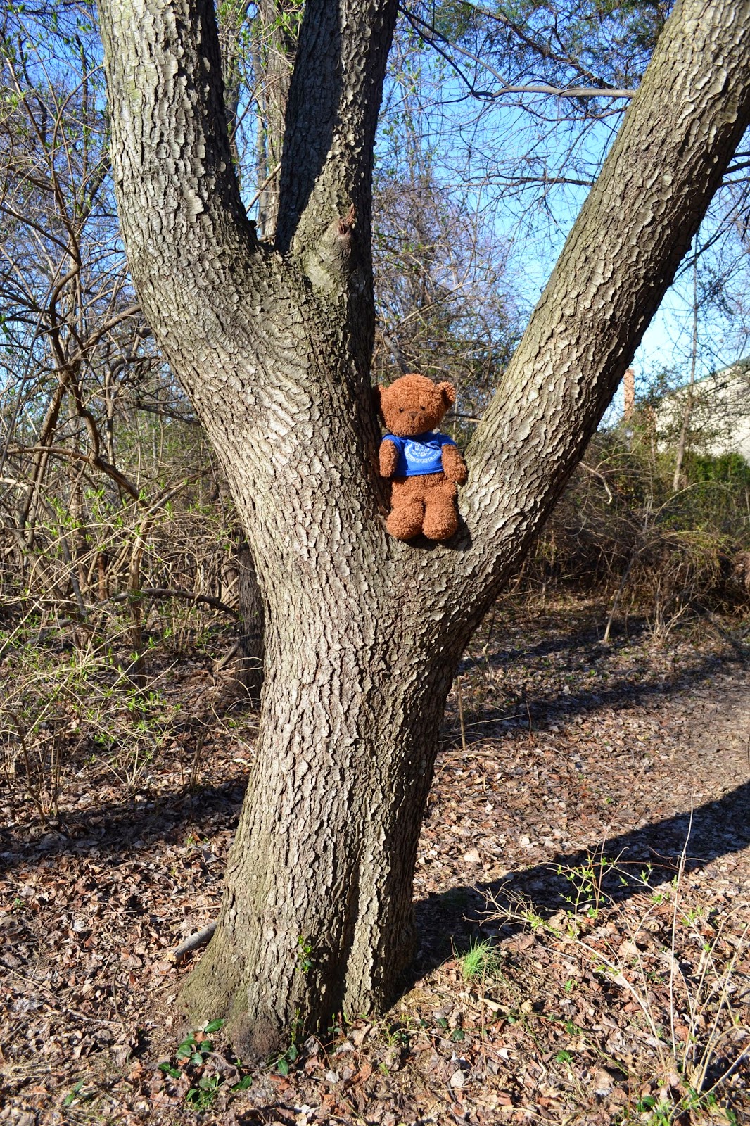 ajdin the bosnian bear walk in the woods