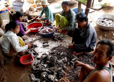 Vietnamese sold rats and mice to the poor Cambodian for dirt cheap meat consumption.
