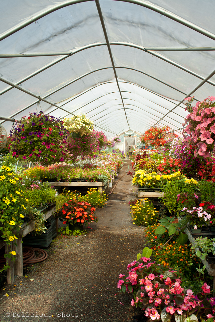 Delicious Shots Goat Cheese Flan and a Trip to Vermont