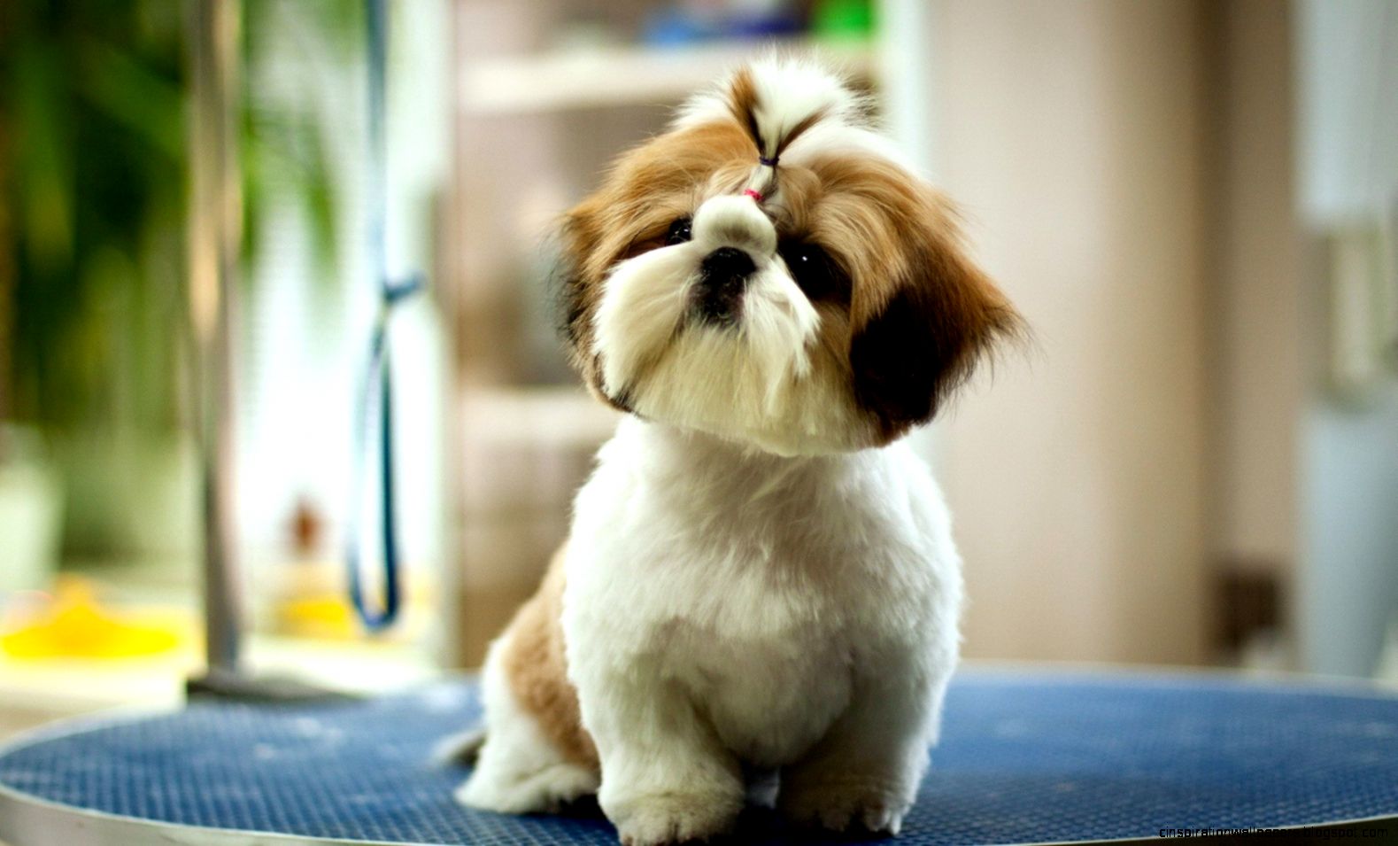 Cute Dog Wallpaper Pets Cute Dog Wallpaper Pets