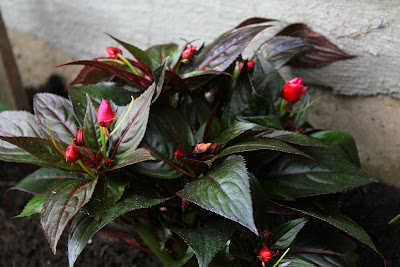 new guinea impatiens new guinea impatiens