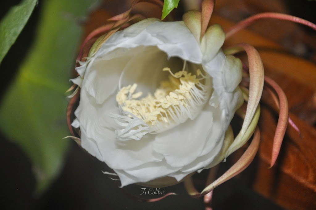 Ti Colibri Martinique Floraison de mon berceau de Moïse