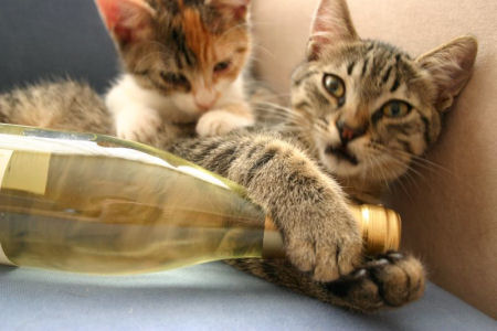 wine-cat.jpg