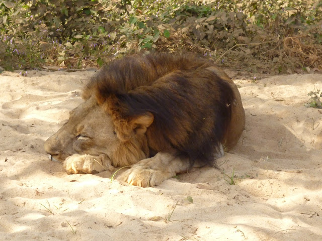 Nandankanan Zoo Lion Safari