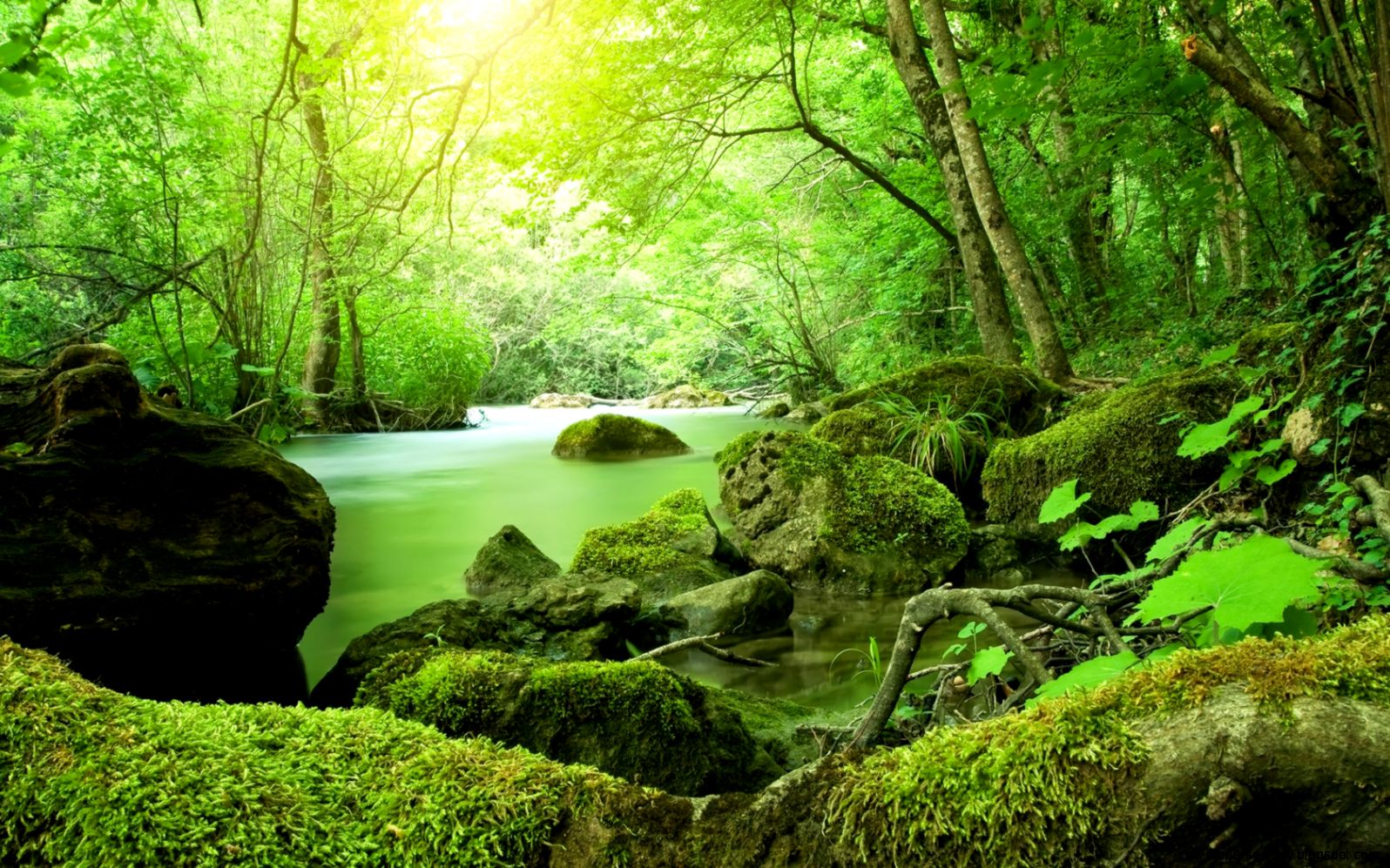 Green Jungle Background