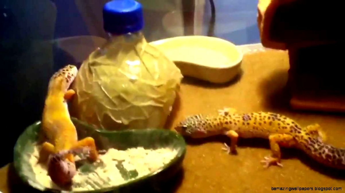 Leopard Gecko 10 Gallon Tank Setup   YouTube Leopard Gecko 10 Gallon Tank Setup   YouTube