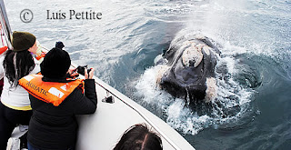 Whale Watching in Puerto Pirámides - Adventure and Nature Life.