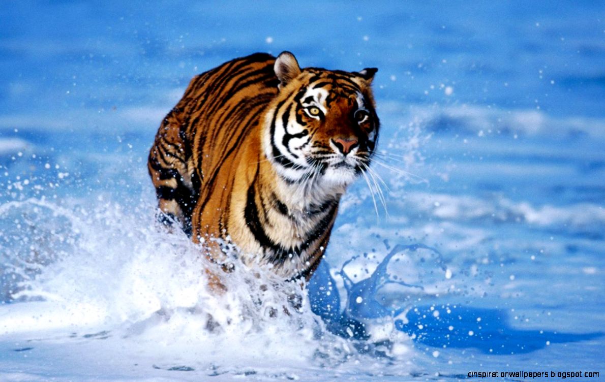 animal wallpaper hd animal wallpaper hd