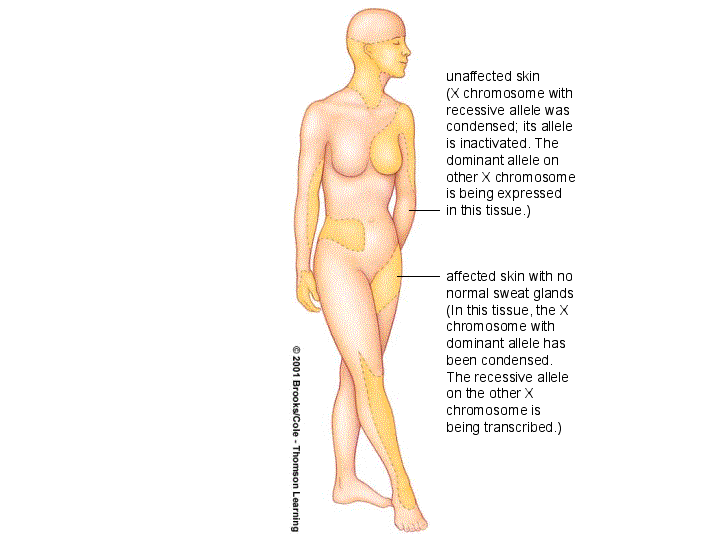 Female primary sex characteristics