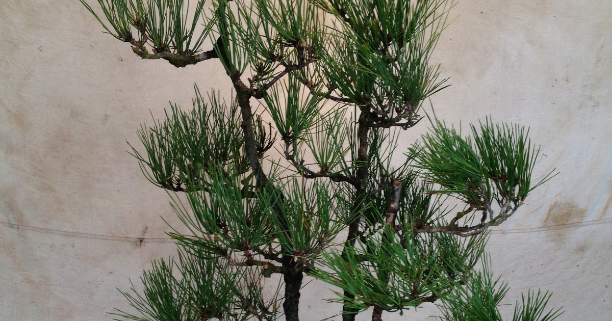 bonsaibp's bonsai blog Triple trunk pine