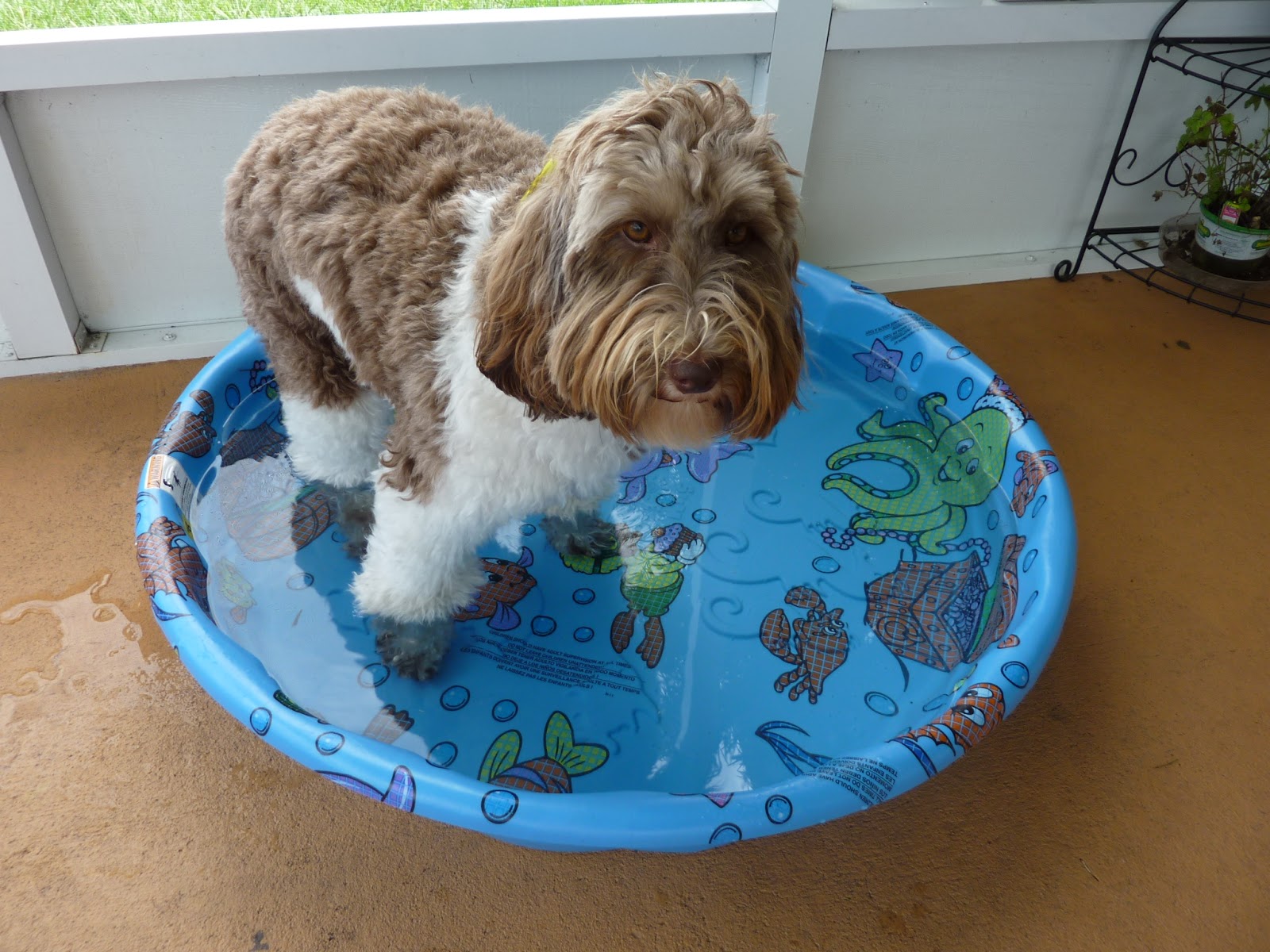 Lori's Pawzitive FX PetSitting/Daycare/Boarding Greater Lakeland