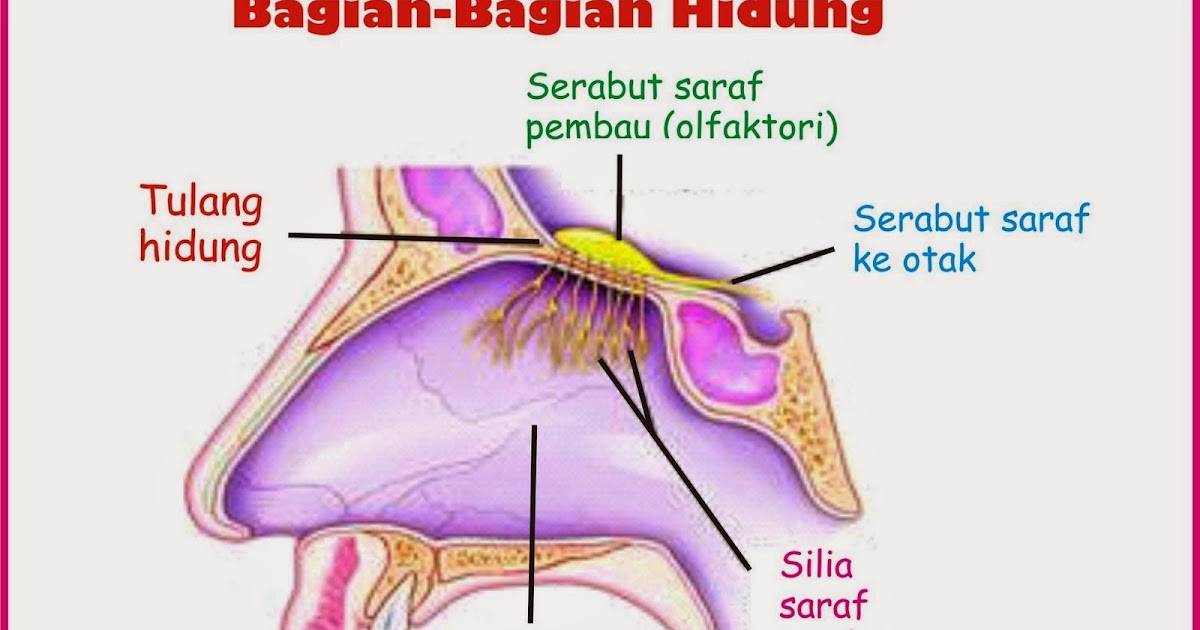 hidung dan bagiannya KLIK ILMU